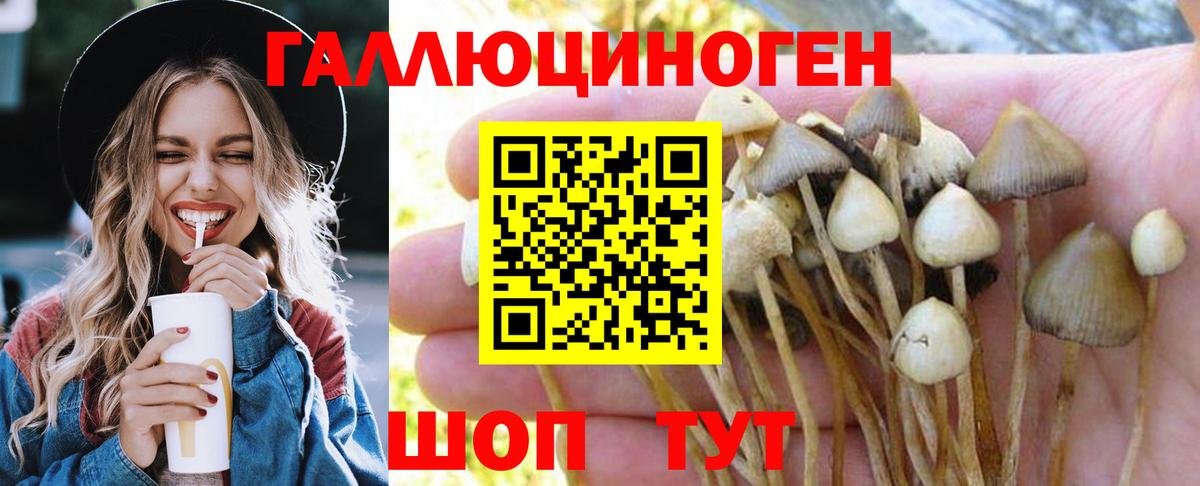 Галлюциногенные грибы Psilocybe Корсаков
